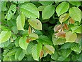 Hornbeam (Carpinus betulus)