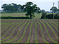 Field at Kinsey Heath