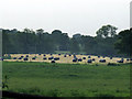 Wrapped bales awaiting collection