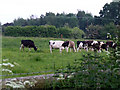 Cows at Little Heath