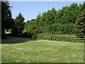 Trees and Daisies