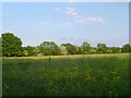 Meadow near Wigginton