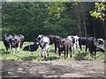 Friesians