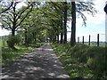 Beech-lined lane