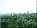 Rhubarb near Easter Rattray