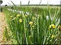 Yellow Flags on the Bank of the Grand Union Canal