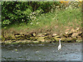 Heron on River Nairn