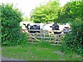 Inquisitive cattle at Rendham