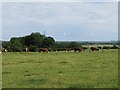 Herd at Durlett Farm