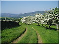 NT3133 : Hawthorn trees by the Southern Upland Way by Eileen Henderson