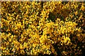 Broom (Cytisus scoparius)