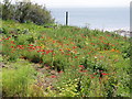 Cottage garden, Prussia Cove