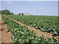 Fields of marrows at Mably