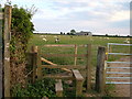SY1588 : Sheep in field near Dunscombe by Derek Harper
