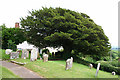 Washfield: churchyard yew