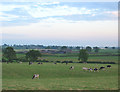 Cattle in Black Park