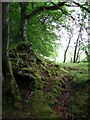 Beech trees