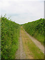 Track near Loverley Farm Moor Crichel Dorset