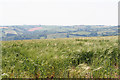 Tiverton: field of barley