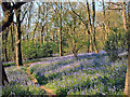 Bluebells in Middleton Woods, Ilkley