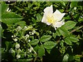 Dog rose and dogwood