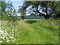 SP0049 : Bishampton Bank from the footpath to Furze Hill by David Stowell