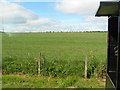 Field of Wheat behind a bus stop in Scremerston