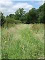 Wild Footpath at Eversheds Farm