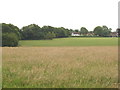 Fields at Mayhall Farm, Chesham Bois