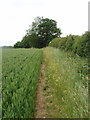 Wheat field, Chesham Vale