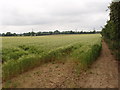 Barley Field, near Chesham