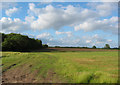 Wood by Norbury Common