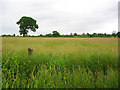 Drainage ditch, Norbury meres