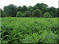 Sea of bracken