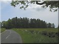 Trees near Stockbridge