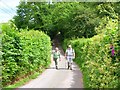 Country lane near Modrydd, Libanus