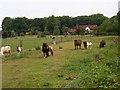 Ponies in field