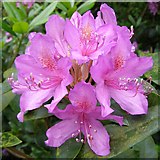 SU3107 : Rhododendron flowers, New Forest by Jim Champion