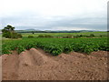 Field of Potatoes at Whinnyhouse, near Morebattle