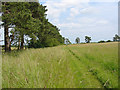 Downland field  Down farm Dorset