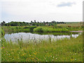 Pond at Down Farm Cranborne Chase, Dorset