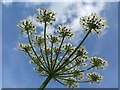 Heracleum sphondylium (Hogweed)