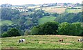 Pasture, Key Green