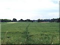 Field of oilseed rape near Little Chart