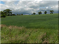 Farmland, McOrriston