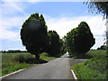 Tree lined road, Woodham Ferrers