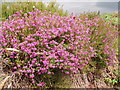 Heather in lane, Lower Porkerris