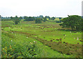 Sheep pasture by Quoisley Little Mere