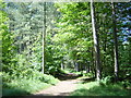 SD2910 : Woodland Path, Ainsdale by Sue Adair