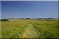 Footpath from Clopton Green to Rede.